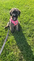 Jade, a female Miniature Goldendoodle for sale in Minneapolis, MN – 1 of 4