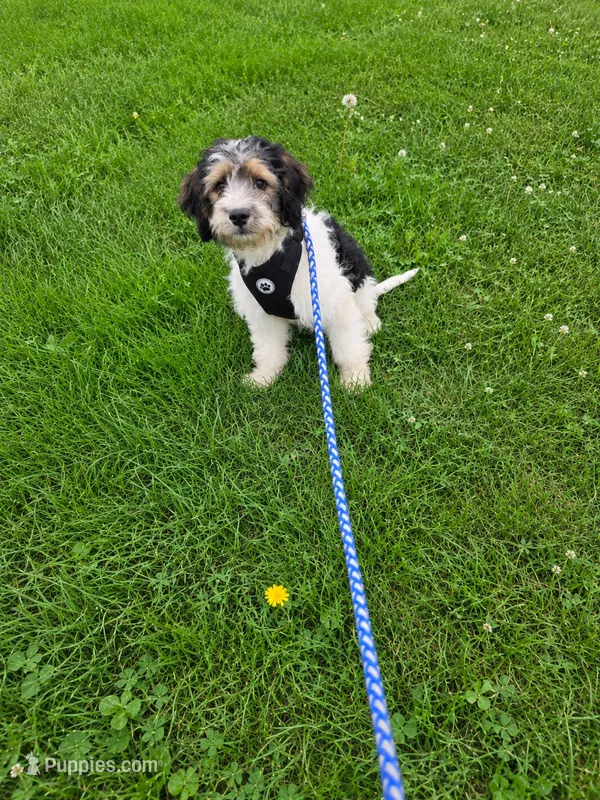 Tate – Miniature Goldendoodle puppy for sale in Minneapolis, MN