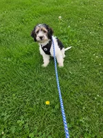 Tate, a male Miniature Goldendoodle for sale in Minneapolis, MN – 1 of 2