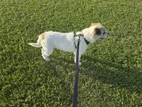 Donna, a female French Bulldog and Miniature Goldendoodle for sale in Minneapolis, MN – 4 of 4