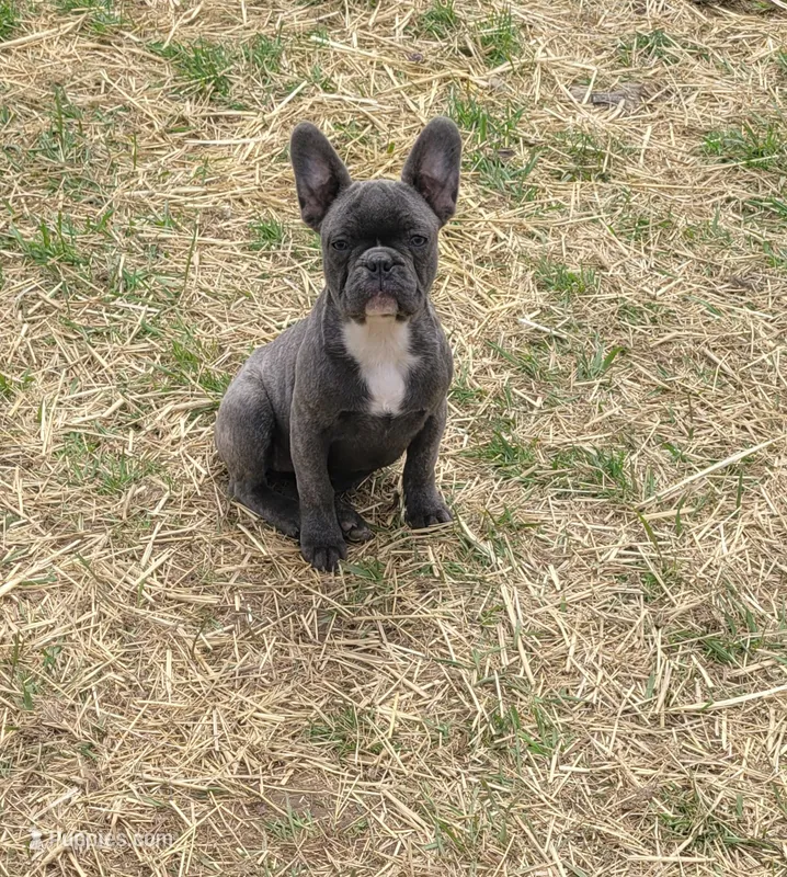 Raven  – French Bulldog puppy for sale in Minneapolis, MN