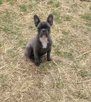Raven , a female French Bulldog for sale in Minneapolis, MN – 1 of 7