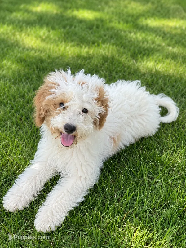 Jasmine  – Miniature Goldendoodle puppy for sale in Minneapolis, MN