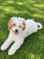 Jasmine , a female Miniature Goldendoodle for sale in Minneapolis, MN – 1 of 2