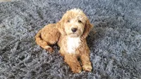 Duffy, a male Miniature Goldendoodle for sale in Minneapolis, MN – 3 of 4