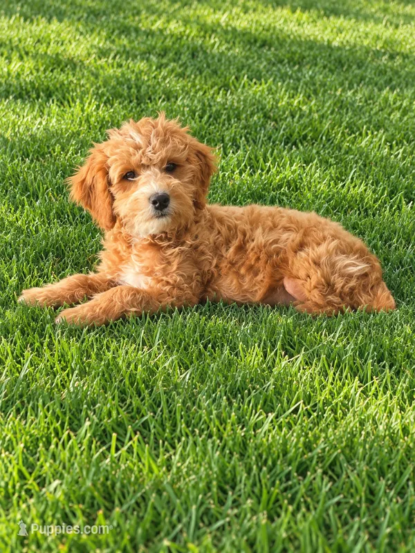 Jackson  – Miniature Goldendoodle puppy for sale in Minneapolis, MN