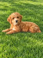 Jackson , a male Miniature Goldendoodle for sale in Minneapolis, MN – 1 of 3