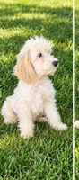 Macy, a female Miniature Goldendoodle for sale in Minneapolis, MN – 2 of 3