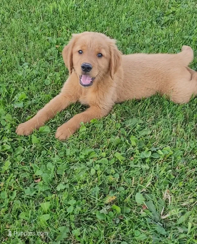 Dutton  – Golden Retriever puppy for sale in Minneapolis, MN
