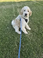 Nash, a male Goldendoodle and Miniature Goldendoodle for sale in Minneapolis, MN – 2 of 4