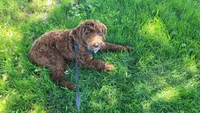 Trey, a male Cavapoo for sale in Minneapolis, MN – 4 of 4