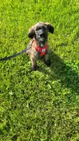 Jasper, a female Miniature Goldendoodle for sale in Minneapolis, MN – 2 of 5