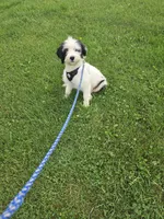 Maverick , a male Miniature Goldendoodle for sale in Minneapolis, MN – 2 of 3