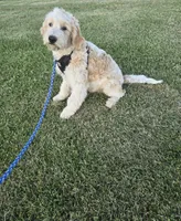 Nash, a male Goldendoodle and Miniature Goldendoodle for sale in Minneapolis, MN – 3 of 4