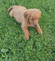 Dutton , a male Golden Retriever for sale in Minneapolis, MN – 2 of 6