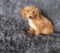 Tilly, a female Cavapoo for sale in Minneapolis, MN – 2 of 4