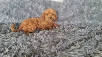 Timmy, a male Cavapoo for sale in Minneapolis, MN – 2 of 4