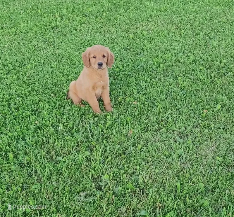 River – Golden Retriever puppy for sale in Minneapolis, MN