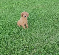 River, a female Golden Retriever for sale in Minneapolis, MN – 1 of 5