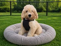 Frankie , a male Miniature Goldendoodle for sale in Minneapolis, MN – 1 of 4