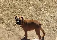 Josie, a female French Bulldog for sale in Minneapolis, MN – 1 of 4