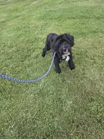 Duffy , a male Miniature Goldendoodle for sale in Minneapolis, MN – 3 of 6