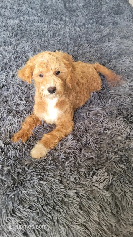 Tommy – Cavapoo puppy for sale in Minneapolis, MN