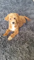 Tommy, a male Cavapoo for sale in Minneapolis, MN – 1 of 4