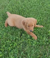 Dutton , a male Golden Retriever for sale in Minneapolis, MN – 3 of 6