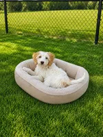 Sandy, a female Miniature Goldendoodle for sale in Minneapolis, MN – 1 of 2