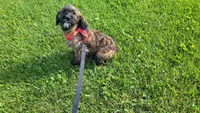 Jasper, a female Miniature Goldendoodle for sale in Minneapolis, MN – 3 of 5