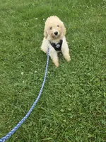 Frankie , a male Miniature Goldendoodle for sale in Minneapolis, MN – 2 of 4