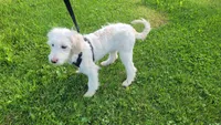 Jake, a male Miniature Goldendoodle for sale in Minneapolis, MN – 2 of 5