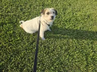Donna, a female French Bulldog and Miniature Goldendoodle for sale in Minneapolis, MN – 3 of 4