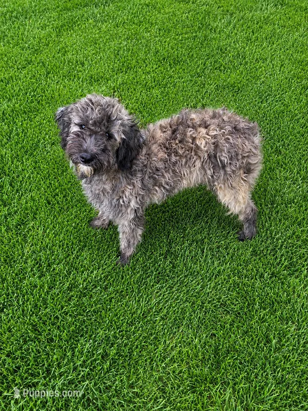 Murphy  – Miniature Goldendoodle puppy for sale in Minneapolis, MN
