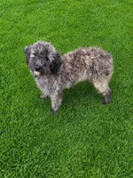 Murphy , a male Miniature Goldendoodle for sale in Minneapolis, MN – 1 of 2