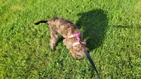 Jade, a female Miniature Goldendoodle for sale in Minneapolis, MN – 4 of 4