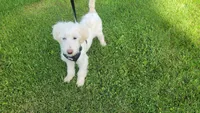 Jake, a male Miniature Goldendoodle for sale in Minneapolis, MN – 3 of 5