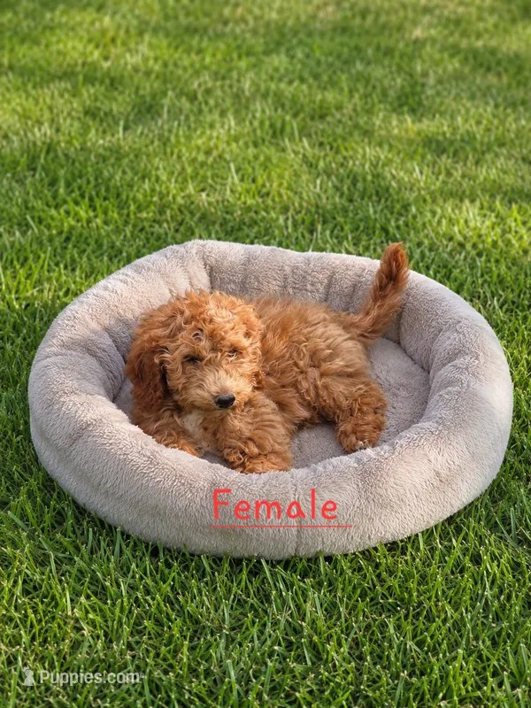 Lilly  – Miniature Goldendoodle puppy for sale in Minneapolis, MN