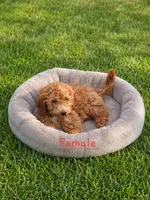 Lilly , a female Miniature Goldendoodle for sale in Minneapolis, MN – 1 of 2