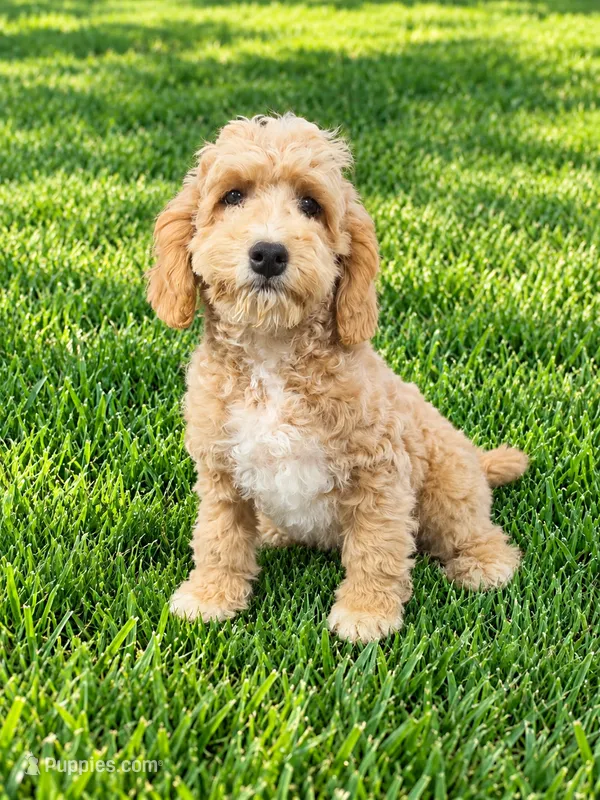 Diego – Miniature Goldendoodle puppy for sale in Minneapolis, MN