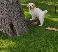 Sandy, a female Miniature Goldendoodle for sale in Minneapolis, MN – 2 of 2