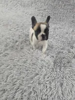 Tango, a male French Bulldog for sale in Minneapolis, MN – Photo 2 of 3