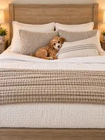Jackson , a male Miniature Goldendoodle for sale in Minneapolis, MN – 3 of 3