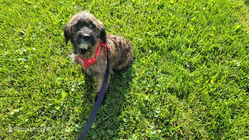 Jasper – Miniature Goldendoodle puppy for sale in Minneapolis, MN