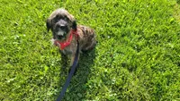 Jasper, a female Miniature Goldendoodle for sale in Minneapolis, MN – 1 of 5