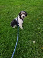 Tate, a male Miniature Goldendoodle for sale in Minneapolis, MN – 2 of 2