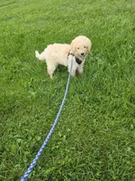 Frankie , a male Miniature Goldendoodle for sale in Minneapolis, MN – 3 of 4