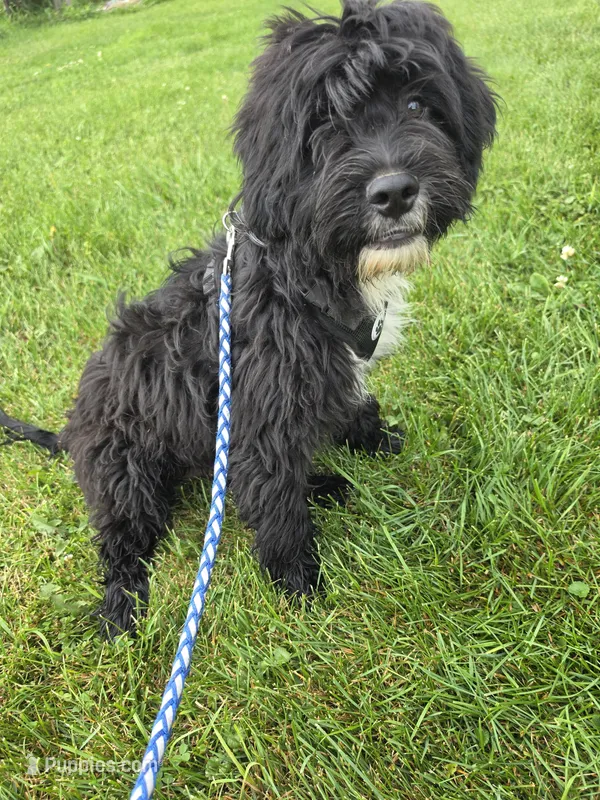 Duffy  – Miniature Goldendoodle puppy for sale in Minneapolis, MN