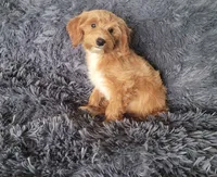 Tilly, a female Cavapoo for sale in Minneapolis, MN – 3 of 4